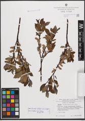 Salix bicolor Ehrh. ex Willd.